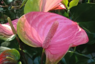 ANTHURIUM