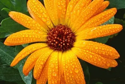 CALENDULA