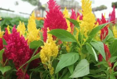 CELOSIA