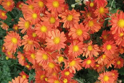 CRISANTEMO MULTIFLORA