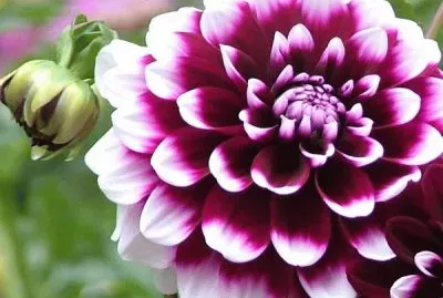 DALIA