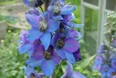 DELPHINIUM