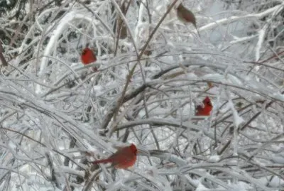 Cardinals in Snow