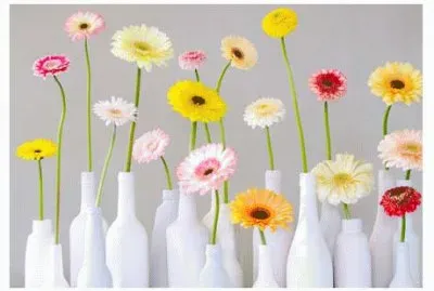 GERBERA