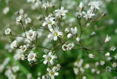 GYPSOPHILA