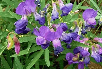 LATHYRUS
