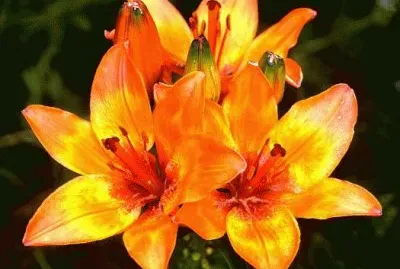 LILIUM