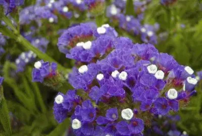 LIMONIUM