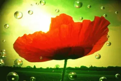 PAPAVERO