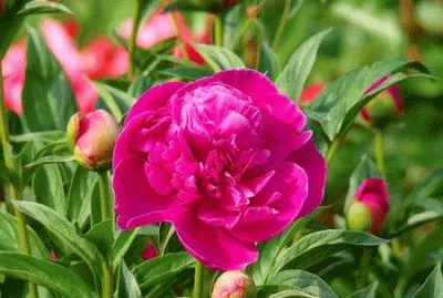 PEONIA