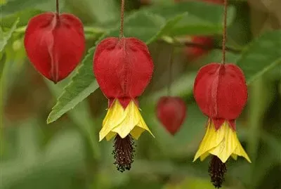 Abutilon