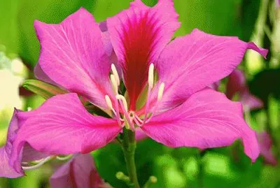 Bauhinia