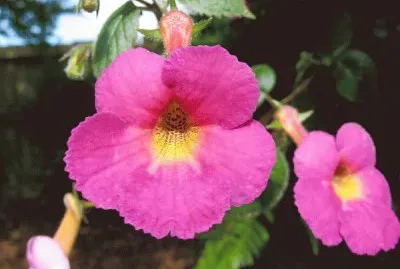 Achimenes