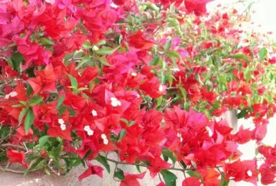 Bougainville