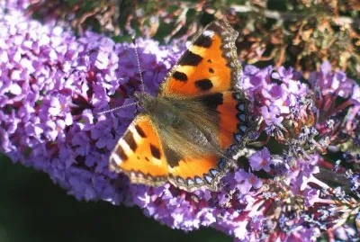 Albero delle Farfalle