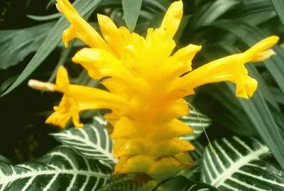 Aphelandra squarrosa