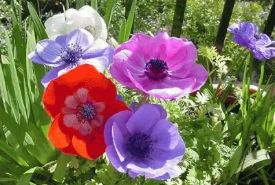 Anemone coronaria