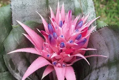 Aechmea fasciata