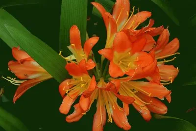 Clivia miniata