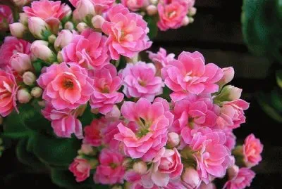 פאזל של Kalanchoe