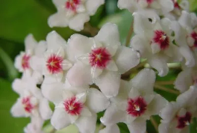 Hoya