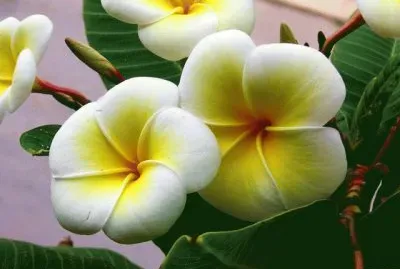 Plumeria