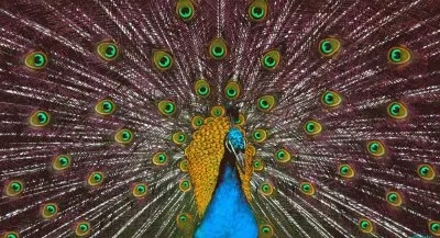 Beautiful Peacock