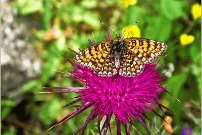 Flower and Butterfly Greece