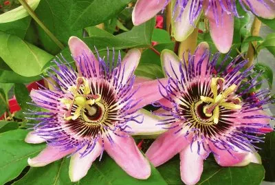 Passiflora caerulea