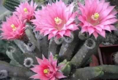 Echinocereus