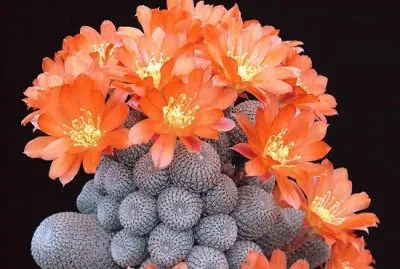 Rebutia