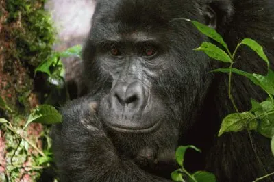 Mountain Gorilla  Uganda