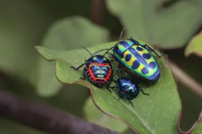 Family Dinner  Uganda