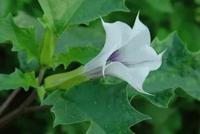 Datura