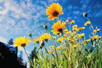 Flores do Campo