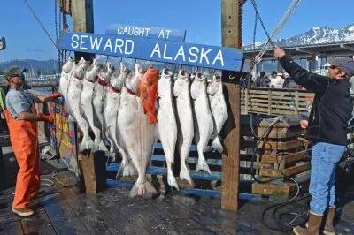 Fish from Alaska   Seattle  USA