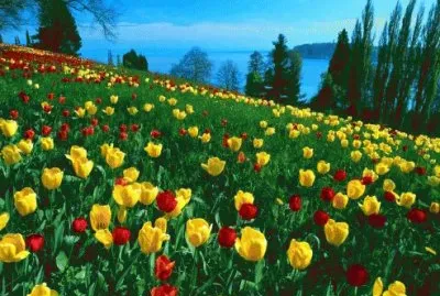 Campo de Tulipas