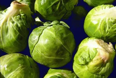 cavoletti di bruxelles