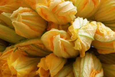 fiori di zucca