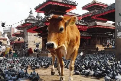 Holy Cow  in Downtown Kathmandu  Nepal