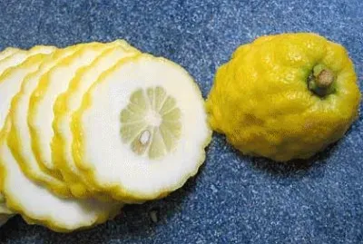 cedro