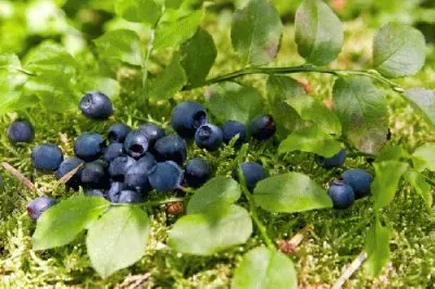 mirtillo jigsaw puzzle