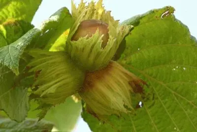 nocciola