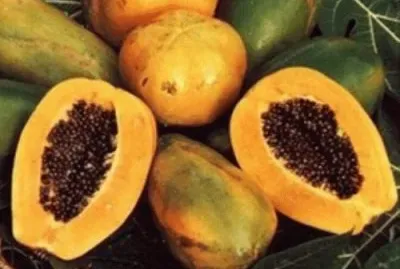 papaya