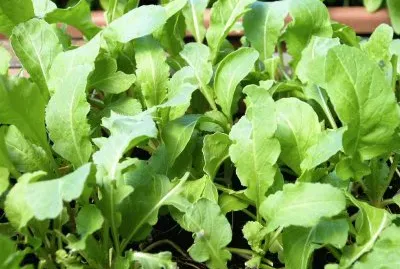 rucola