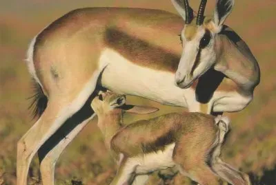 antilope