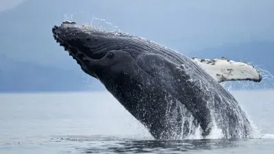 balena jigsaw puzzle