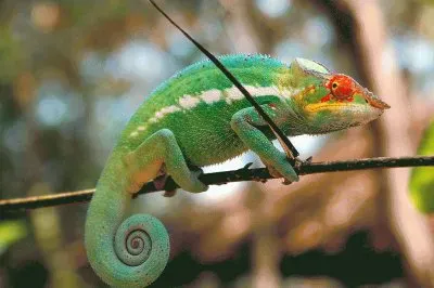 פאזל של camaleonte