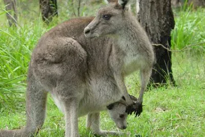 פאזל של canguro