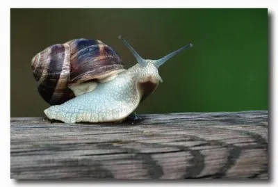 פאזל של chiocciola